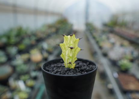 ユーフォルビア　イエローゴースト　Euphorbia lactea Yellow Ghost