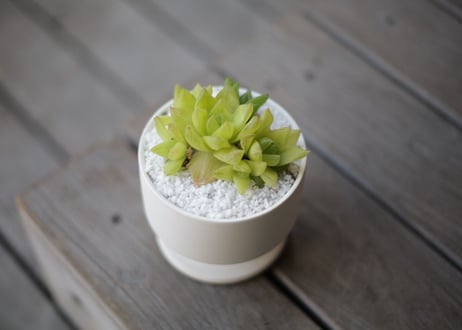 CATEGORY 多肉植物 | mana's green:塊根植物販売|マナズグリーン CATEGORY 多肉植物 | mana's green:塊根植物販売|マナズグリーン