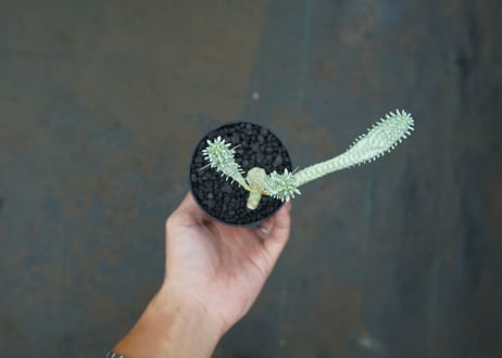ユーフォルビア　ミルクトロン　Euphorbia mammillaris cv. variegat