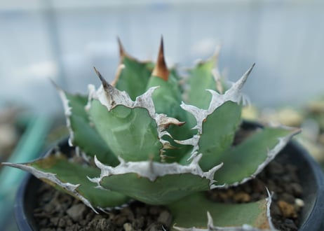 アガベ チタノタ R agave titanota R