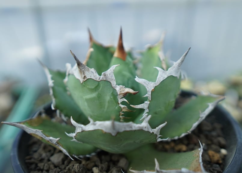 アガベ　チタノタ　コードR 親株 親株販売 スーパーチタノタ アガベ agave super titanota 多肉