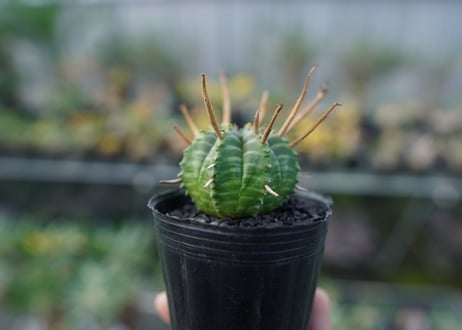 ユーフォルビア　スーパーバリダ　Euphorbia super valida  No.3