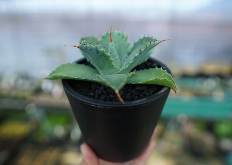 アガベ　イシスメンシス　Agave Isthmensis　No.1