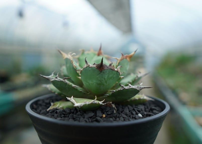 アガベ チタノタ 烈焰 烈焔 発根済 （烈炎） ③ 【公式通販】