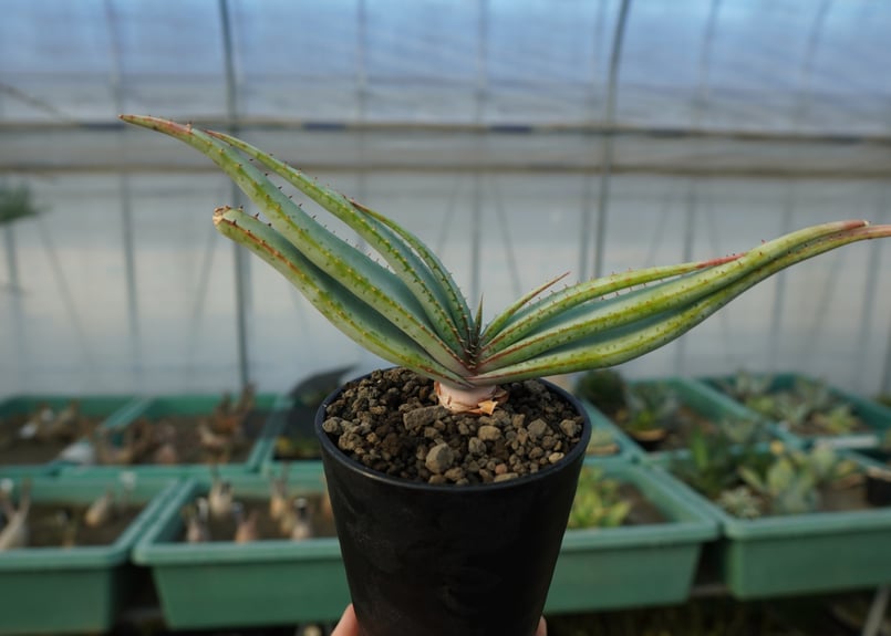 アロエ スプラフォリアータ Aloe suprafoliata | mana's green: アロエ スプラフォリアータ Aloe suprafoliata | mana's green: