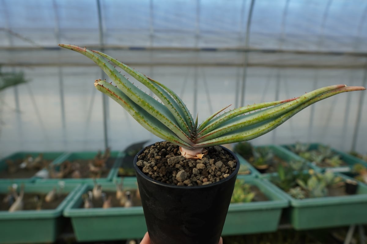 アロエ スプラフォリアータ Aloe suprafoliata | mana's farm:塊