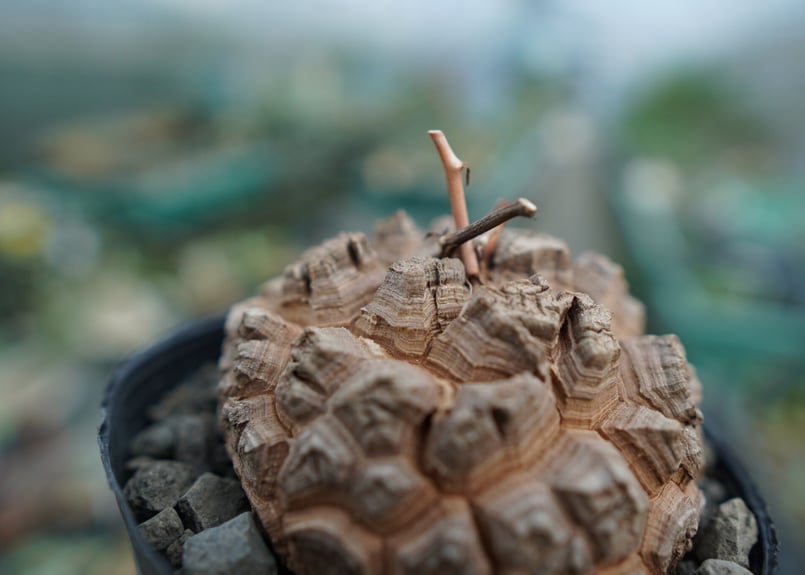 長谷川園芸産】亀甲竜 Dioscorea elephantipes No.5 | mana'
