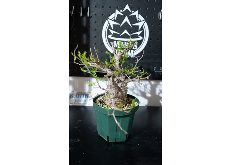 販売中No.1パキプスの2か月前の写真 | mana's farm:塊根植物・アガベ