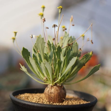 オトンナ ユーフォルビオイデス トリプリネルビア スティンコフ 14本セット スタインコフ | STORES