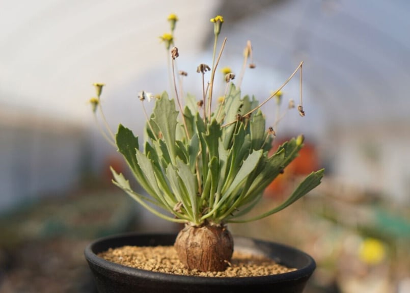 オトンナsp ユーフォルビオイデス×スタインコフ Othonna euphorbioides×