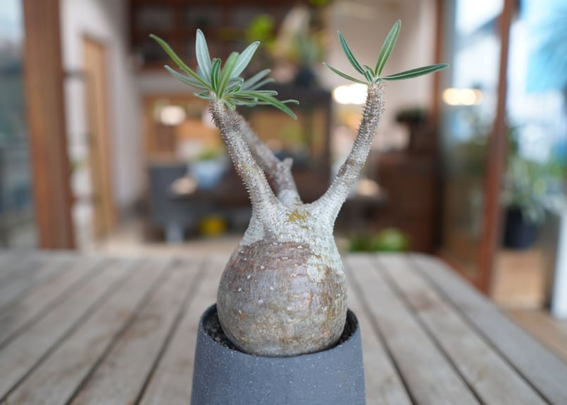 パキポディウム グラキリス Pachypodium Gracilius | mana's f