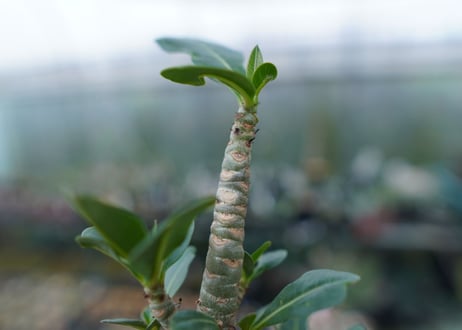 アデニウム　Adenium　No.3