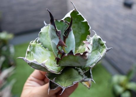 Agave B&B  №5