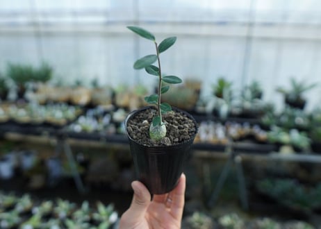 フォッケア　エデュリス　Fockea edulis　No.1