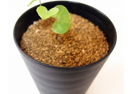亀甲竜 ディオスコレア エレファンティペス  dioscorea elephantipes 　実生苗