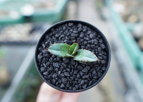 アガベ　チタノタ　 ブラックアンドブルー 　Agave titanota black and blue　No.19