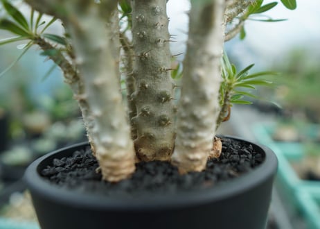 パキポディウム　ロスラーツム　Pachypodium rosulatum