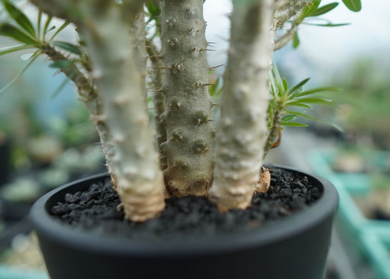 パキポディウム ロスラーツム Pachypodium rosulatum | mana's f