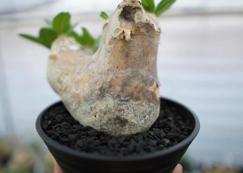 パキポディウム エブレネウム Pachypodium eburneum No.1 | mana