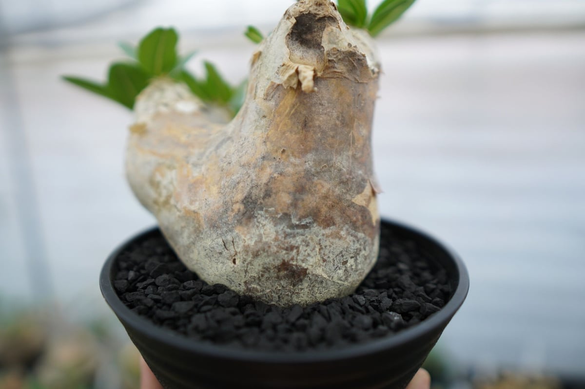 パキポディウム エブレネウム Pachypodium eburneum ① パキポディウム エブレネウム Pachypodium eburneum No.1 | mana