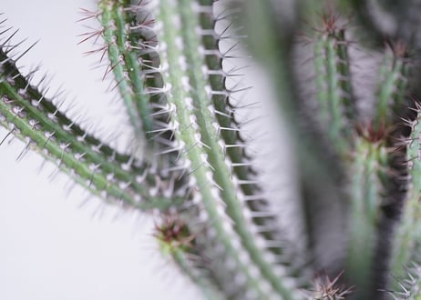 Euphorbia baioensis