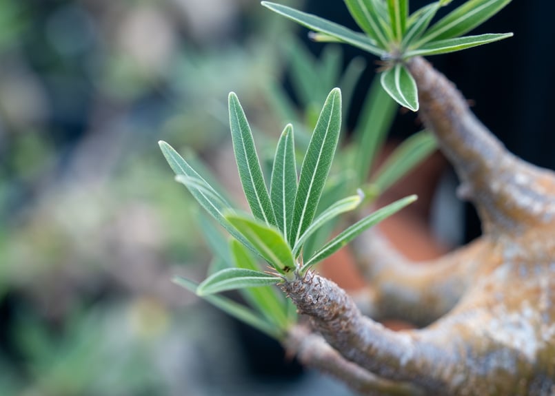 パキポディウム グラキリス Pachypodium Gracilius No.3 | mana パキポディウム グラキリス Pachypodium Gracilius No.3 | mana