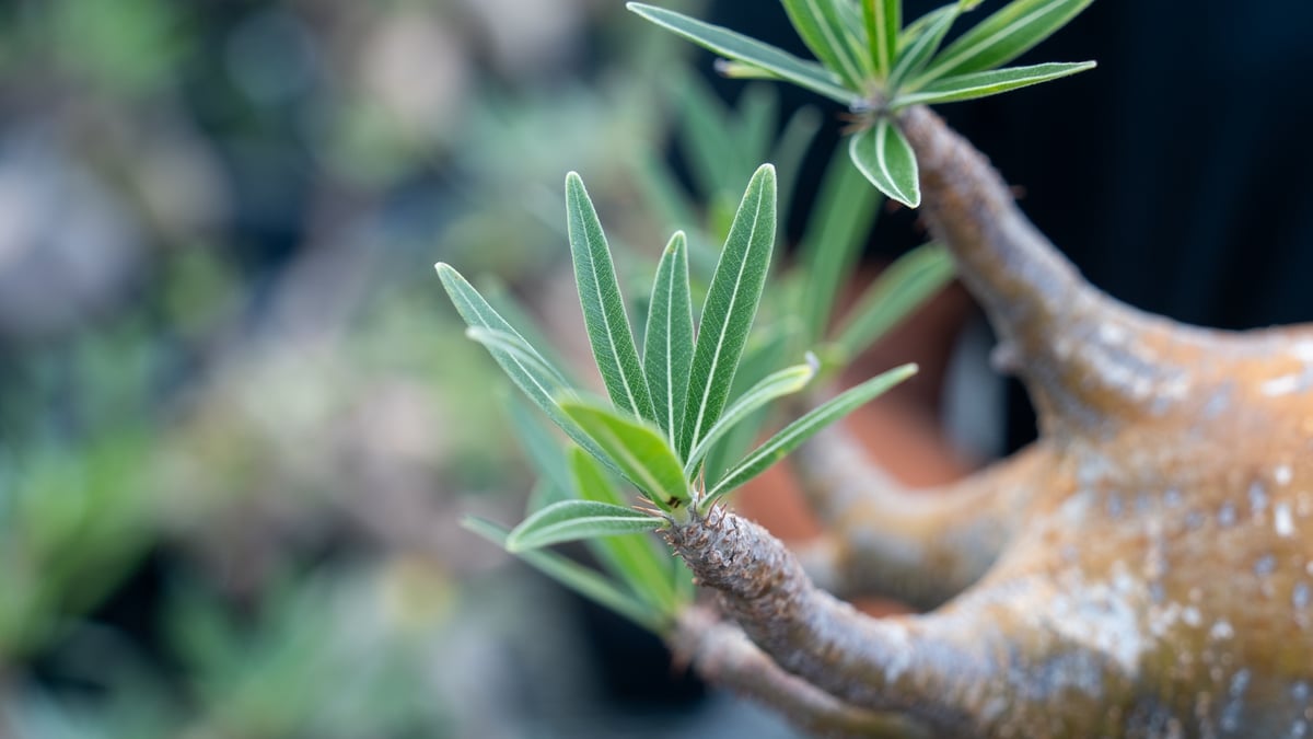 パキポディウム グラキリス Pachypodium Gracilius No.3 | mana