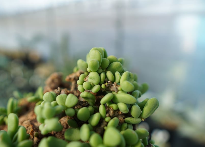 ケラレア　ピグマエア Amazon.co.jp: ケラリア ピグマエア Ceraria pygmaea 輸入株挿木 発