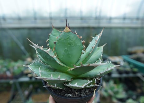 アガベ　チタノタ　FO-76　agave titanota  FO-76  No.3