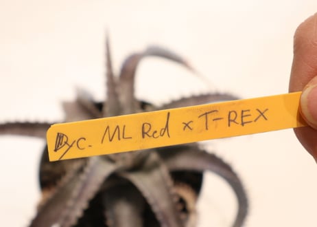 Dyckia ML Red X T-Rex