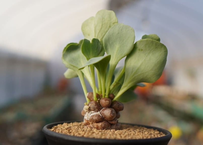 オトンナ ヘレー Othonna herrei No.1 | mana's farm:塊根植物