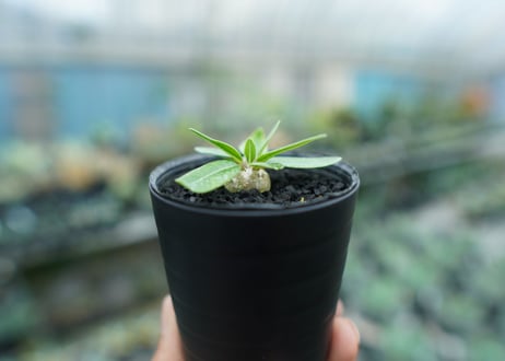 パキポディウム　恵比寿笑い　Pachypodium brevicaule　No.3