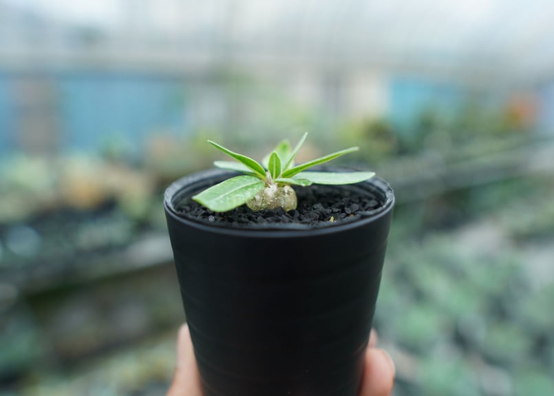 パキポディウム 恵比寿笑い Pachypodium brevicaule No.3 | man