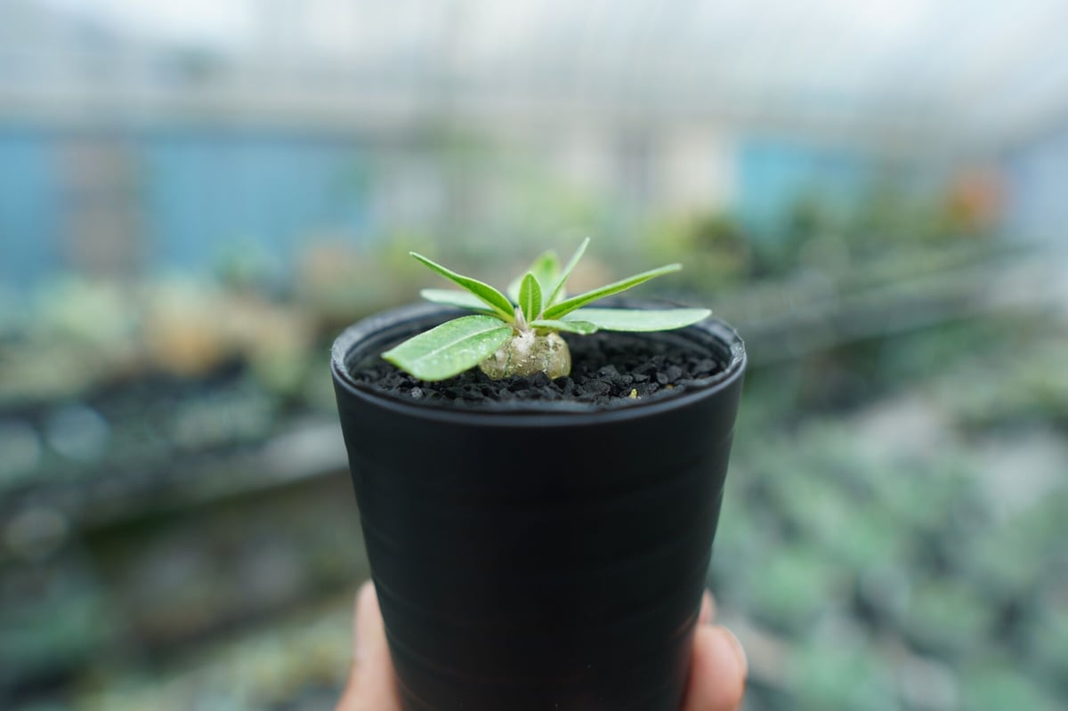 パキポディウム 恵比寿笑い Pachypodium brevicaule No.3 | man