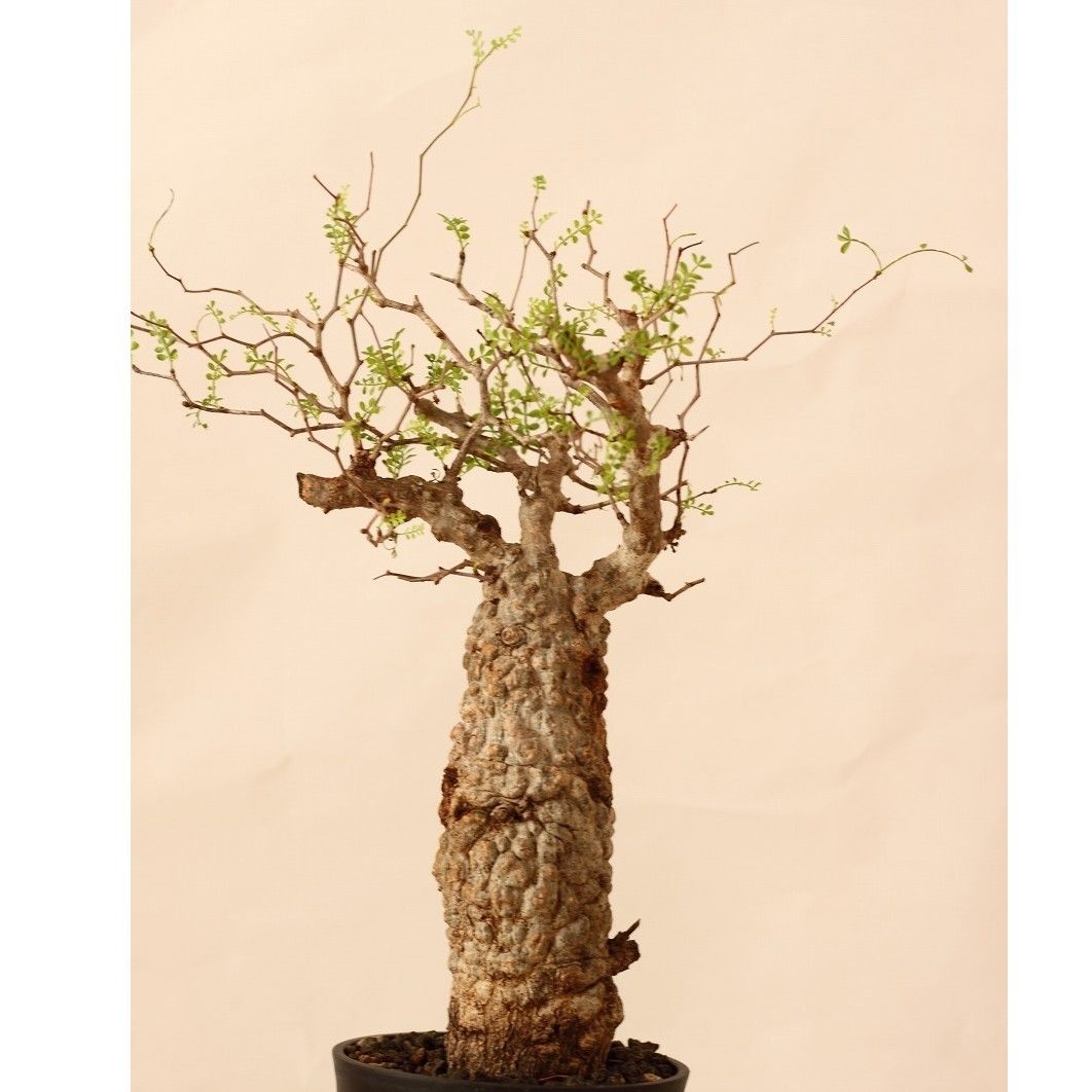 Operculicarya pachypus オペルクリカリア パキプス 国内3年目 | ma