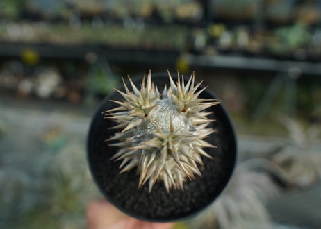 パキポディウム　恵比寿大黒　Pachypodium Densicaule