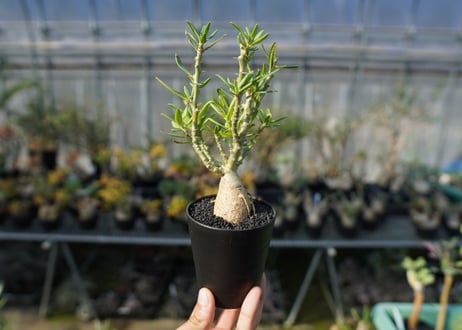 パキポディウム　ビスピノーサム　Pachypodium bispinosum No.1