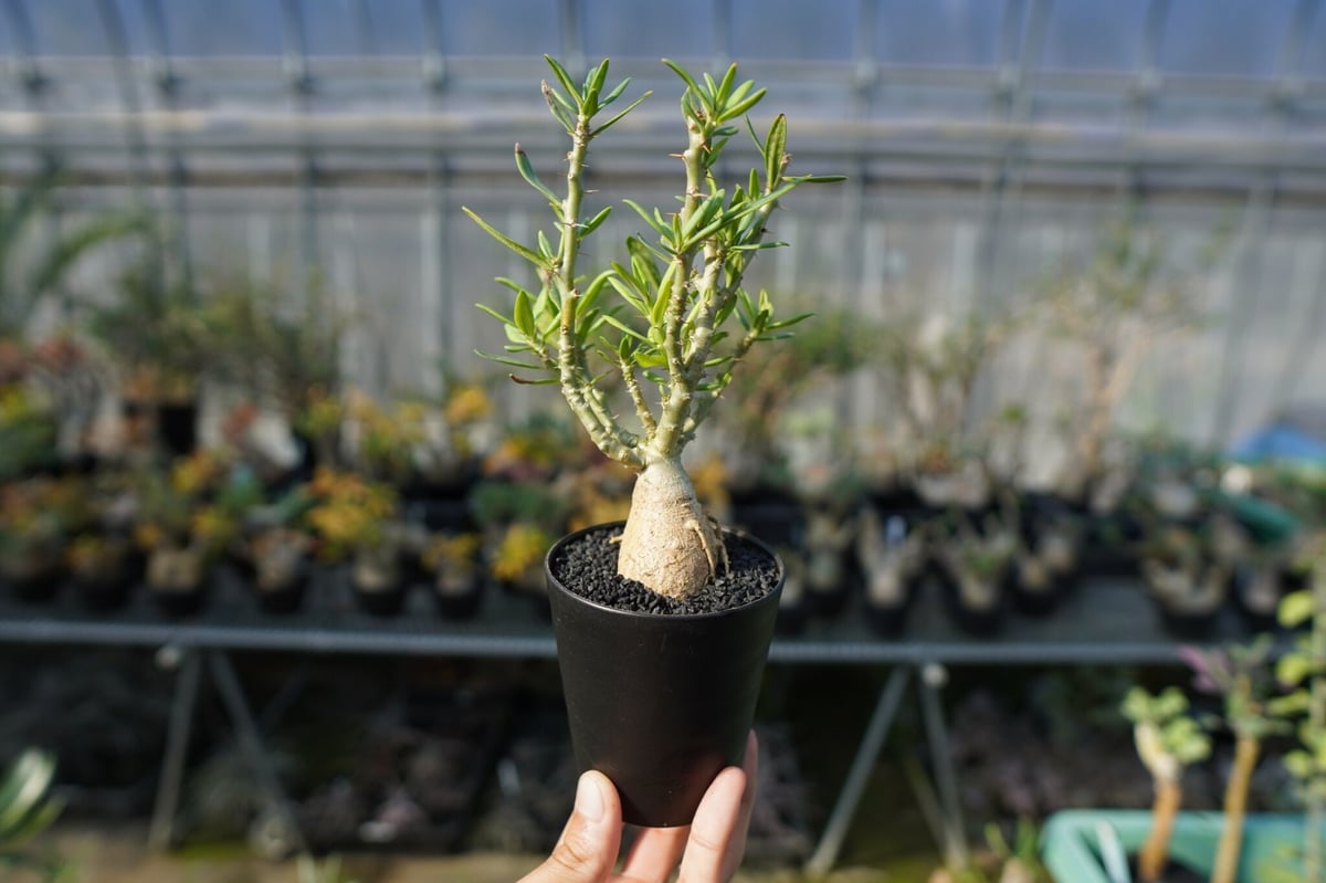 パキポディウム ビスピノーサム Pachypodium bispinosum No.1 | m