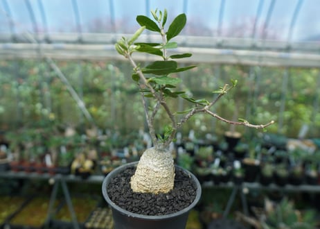 フォッケア　エデュリス　”火星人”　Fockea edulis  No.1