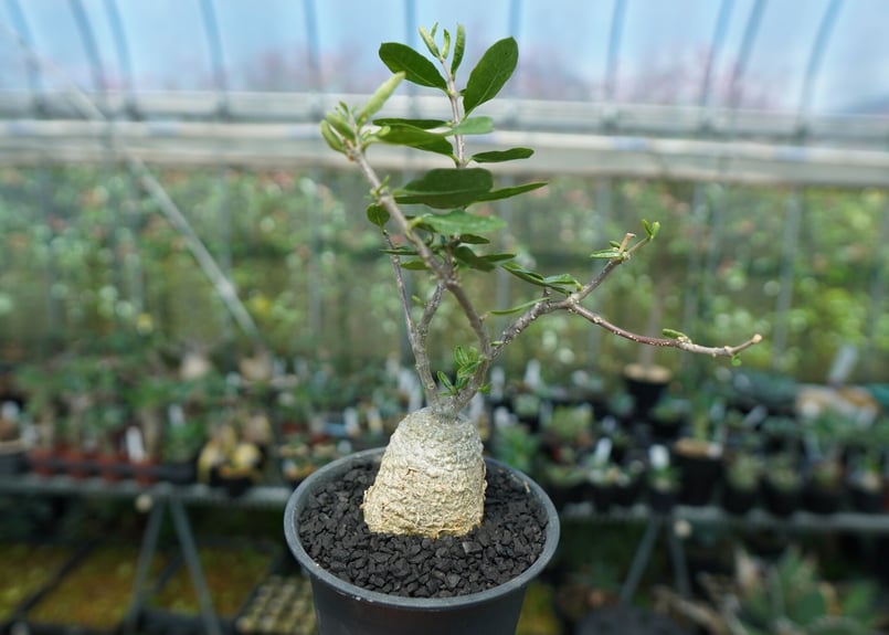 フォッケア エデュリス ”火星人” Fockea edulis No.1 | mana's