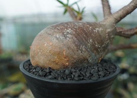 パキポディウム　グラキリス　Pachypodium gracilius　No.1