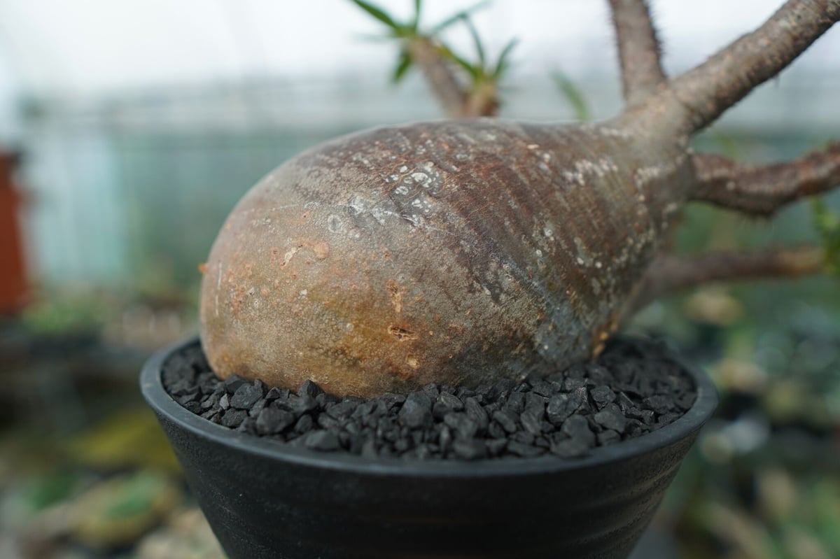 パキポディウム グラキリス Pachypodium gracilius No.1 | mana