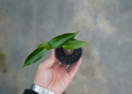 ペトペンチア　ナタレンシス　Petopentia natalensis  No.2