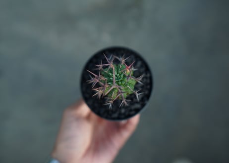 ユーフォルビア　群星冠　Euphorbia stellispina  No.1