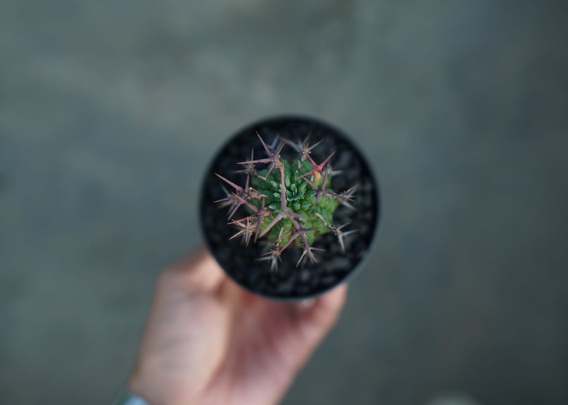 ユーフォルビア 群星冠 Euphorbia stellispina No.1 | mana'