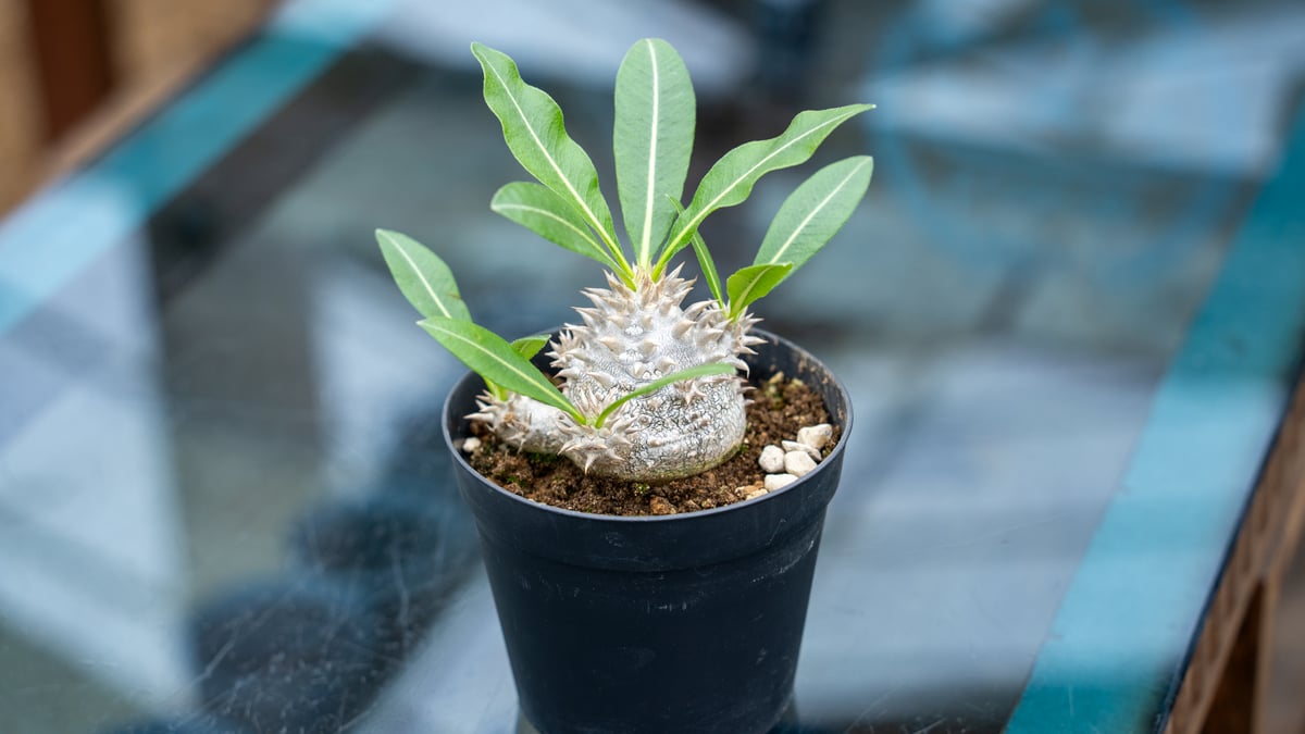 パキポディウム　恵比寿大黒　塊根植物 塊根植物】パキポディウム・恵比寿大黒｜観葉植物 – hanna