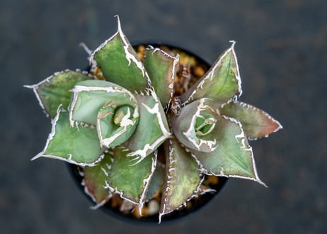 アガベ　チタノタ　FO-76　Agave titanota ”FO-76"
