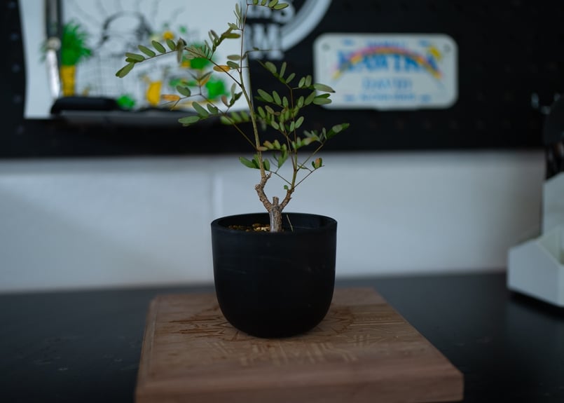 デロニクス デカリー 沖縄実生 | mana's farm:塊根植物・アガベ