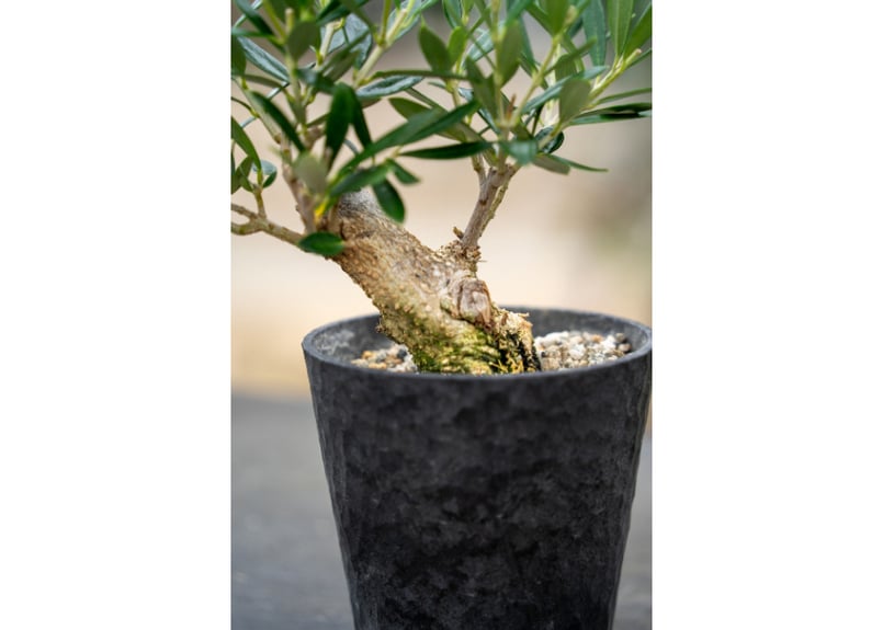 ★SALE★訳あり格安★オロロフ★カタルニア風景★リトグラフ★シリアルナンバー★ 盆栽 オリーブ 根上がり】 マンザニロ | mana's farm:塊根植物・アガベ