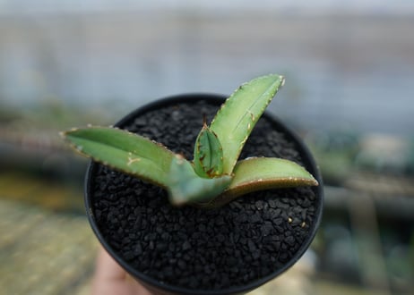 アガベ　チタノタ　FO-76　agave titanota  FO-76　No.7